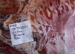 Wide, Brilliant Red Petrified Wood Tabletop #121934-1